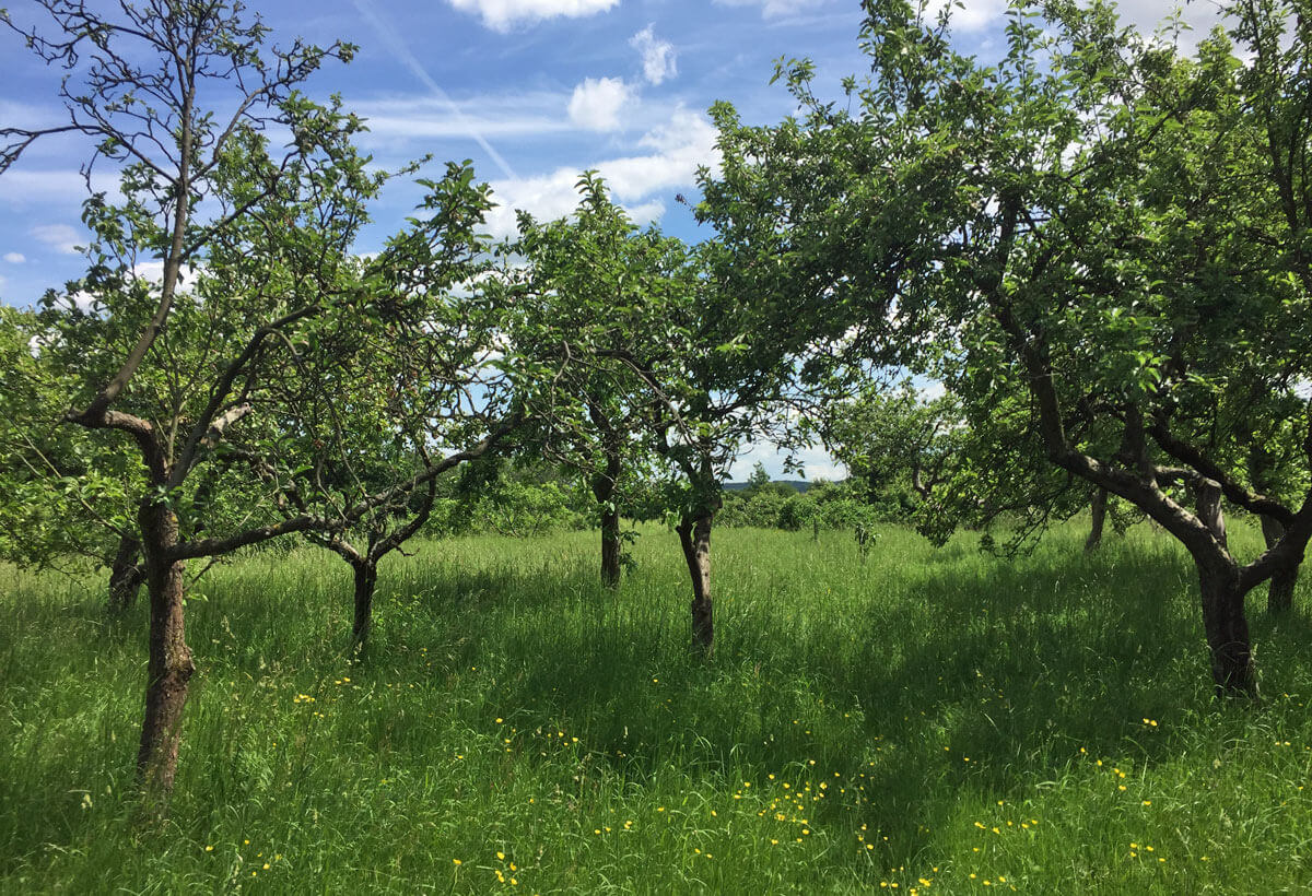 Community Orchard
