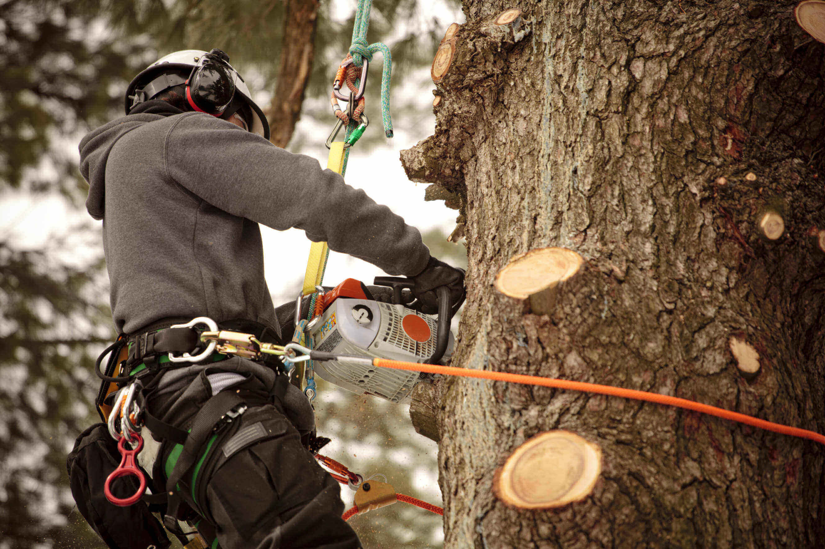 A professional arborist discussing a project plan.