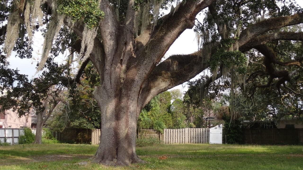 A vibrant, healthy mature tree with a strong trunk.