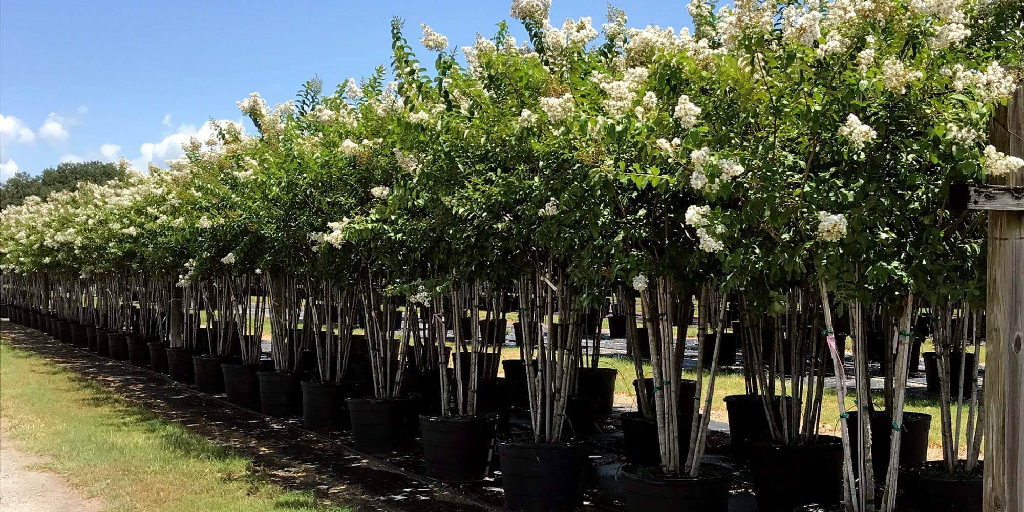 A nursery with a diverse range of tree species.