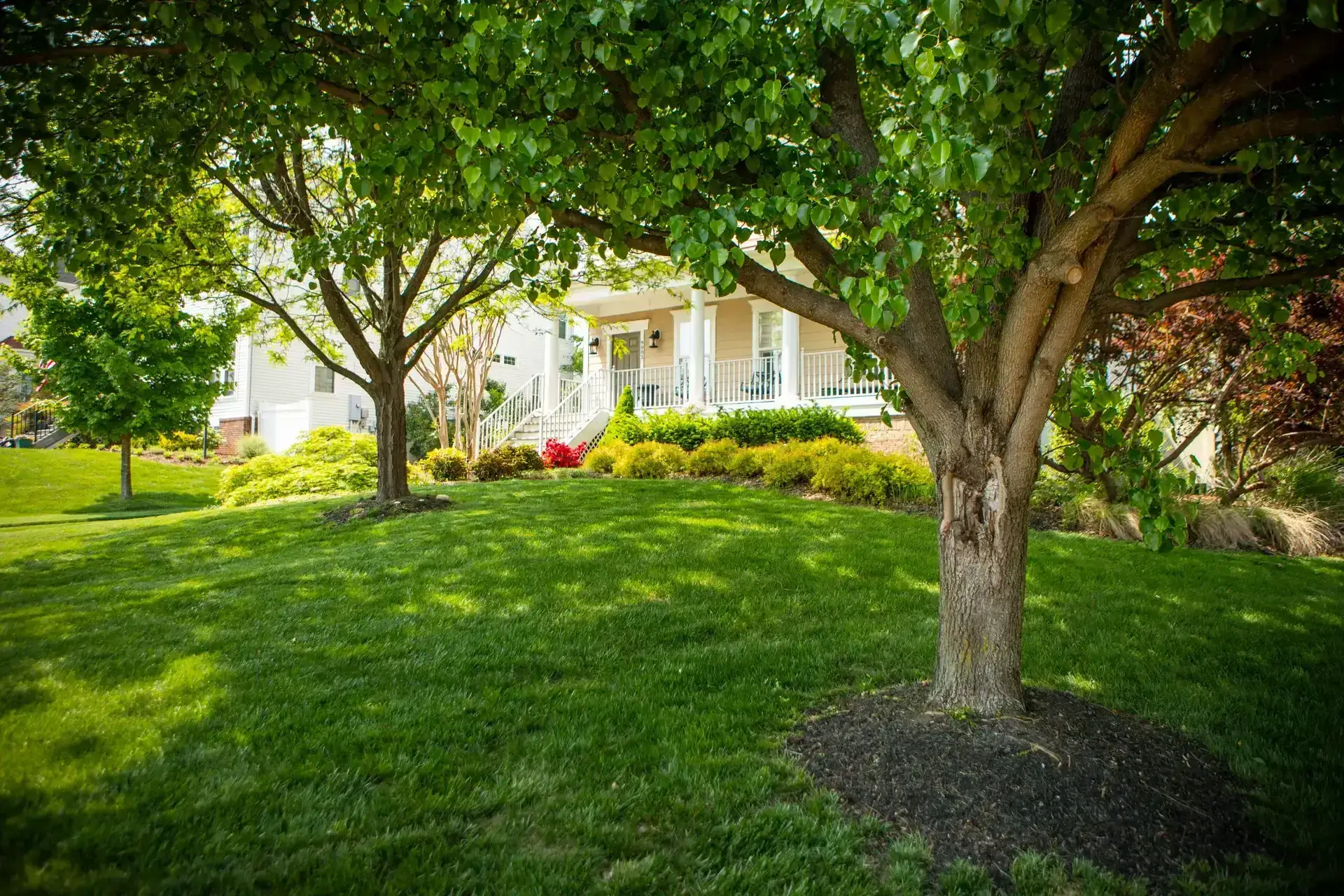 A beautiful residential backyard with newly planted trees.