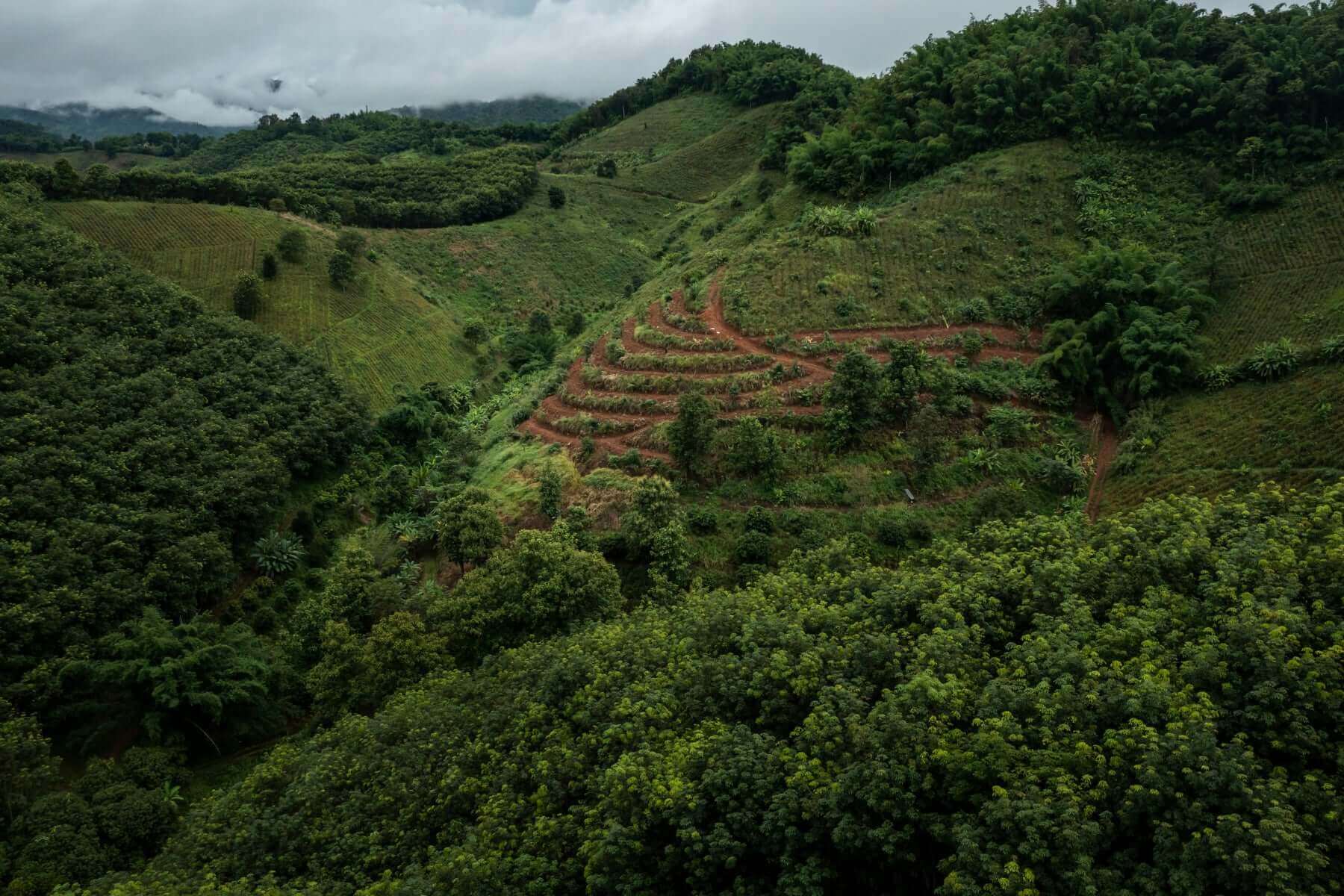 A vast landscape showing signs of ecological recovery.