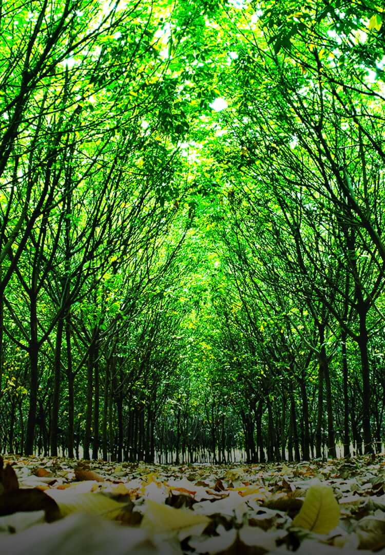 Ecological project 1