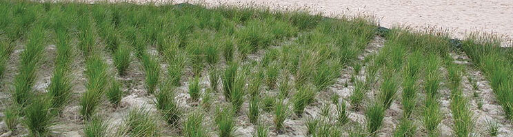 A team working on a large-scale ecological restoration project in a field.