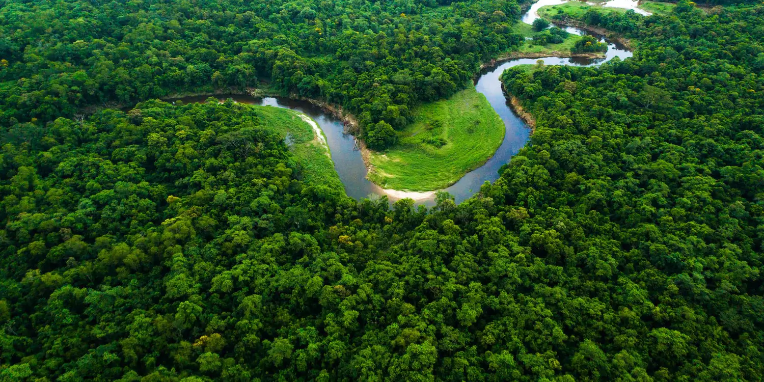 Riverside reforestation